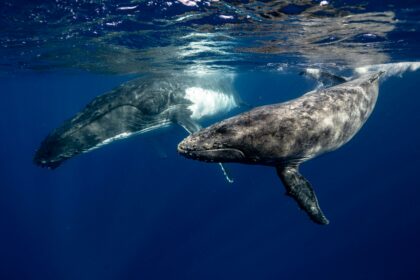 Bullish Bitcoin Outlook: Whales and Sharks Seize the Retail Sell-Off