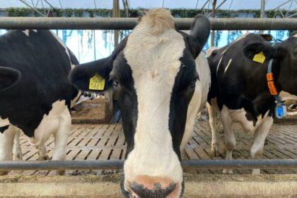 Twin Falls, Idaho Welcomes 37 New Residents from Afrikaans Community