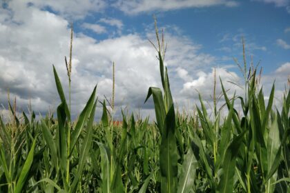 Corn Higher at Midday
