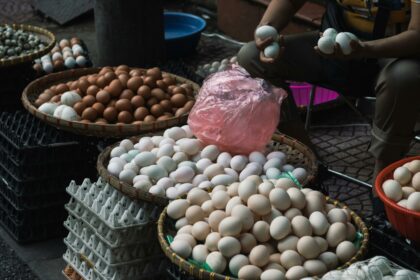 Venky's India Quarterly Profit Surges on Lower Feed Costs and Poultry Market Recovery