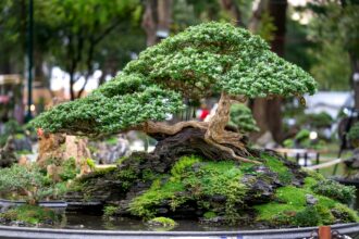 Exploring the Financial Growth of Bonsai Styles in Horticulture