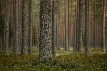 Sustainable Wood Schemes Are Failing to Slow Deforestation