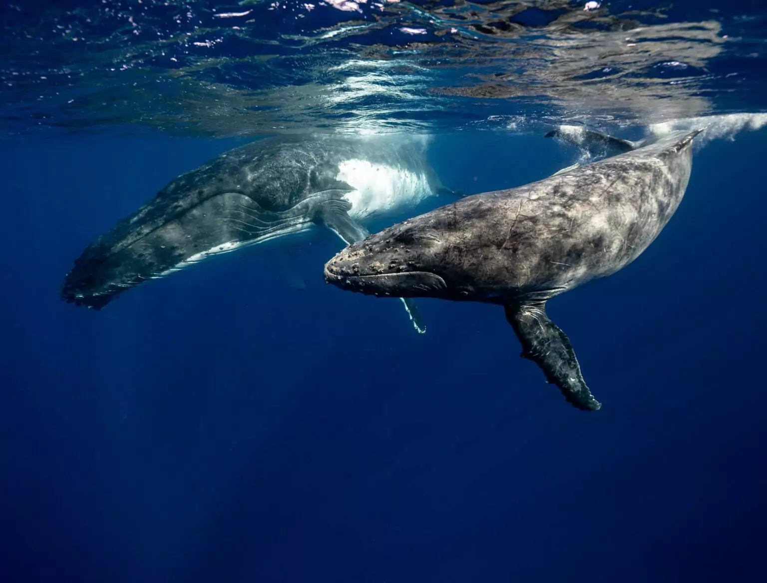 Bullish Bitcoin Outlook: Whales and Sharks Seize the Retail Sell-Off