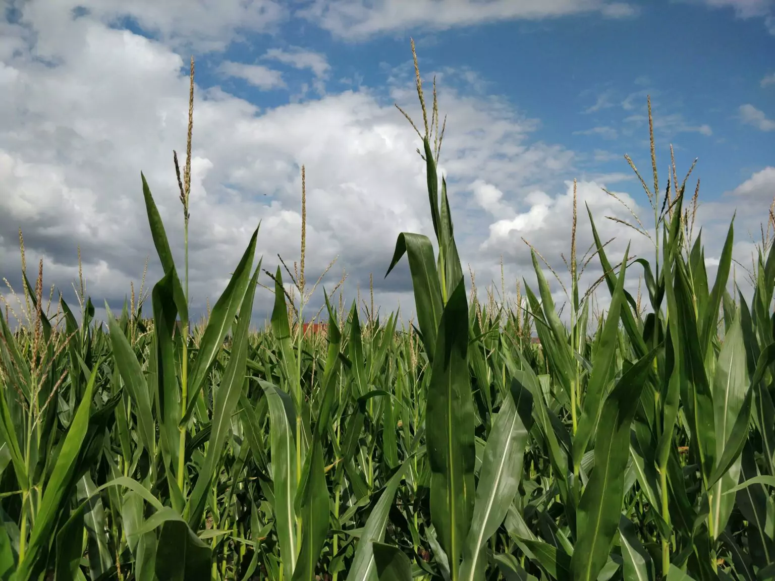 Corn Higher at Midday